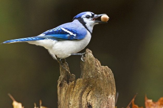 Photo: Marie Read, Birds & Blooms