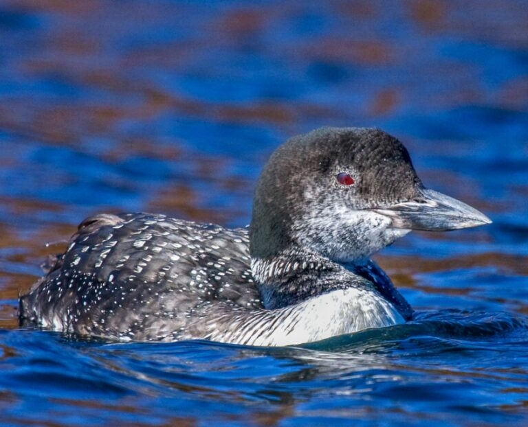 Photo: Brian Reilly, Loon Preservation Committee