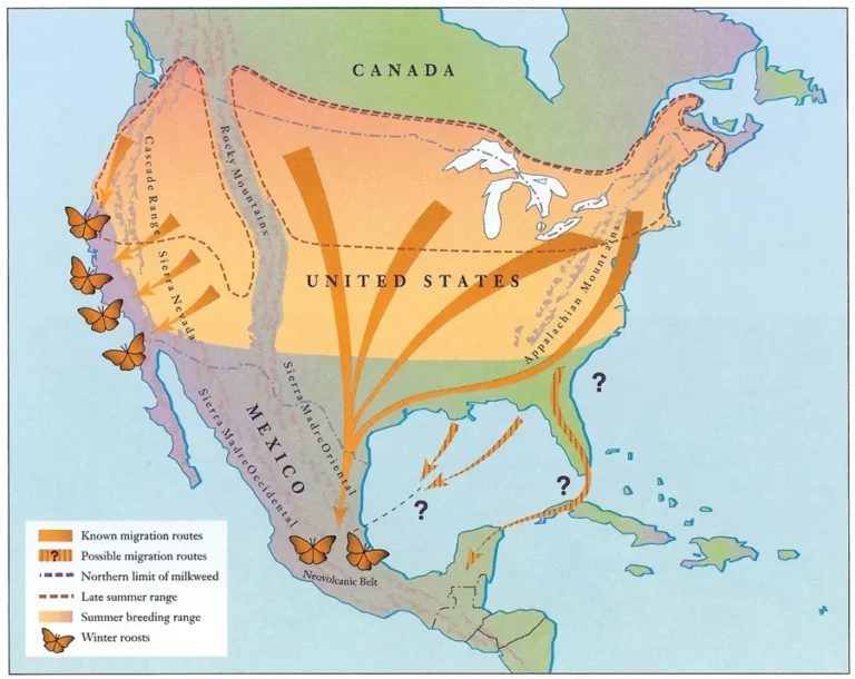 Image: The eastern population of monarch butterflies overwinters in the forests of central Mexico, with the most prominent migration path following Interstate 35 from Amarillo Texas to Duluth Minnesota. (Credit: U.S. Fish and Wildlife Service)